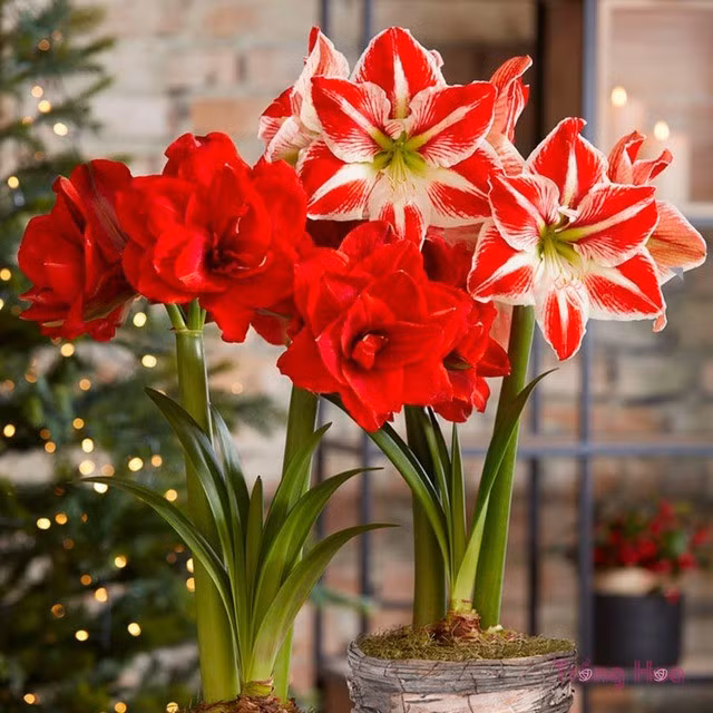  3. Hoa loa kèn đỏ: lửa đỏ tài lộc, may mắn dồi dào.Hoa loa kèn đỏ (còn gọi là huệ tây đỏ hoặc amaryllis) mang dáng vẻ mạnh mẽ, rực rỡ và tràn đầy sức sống.