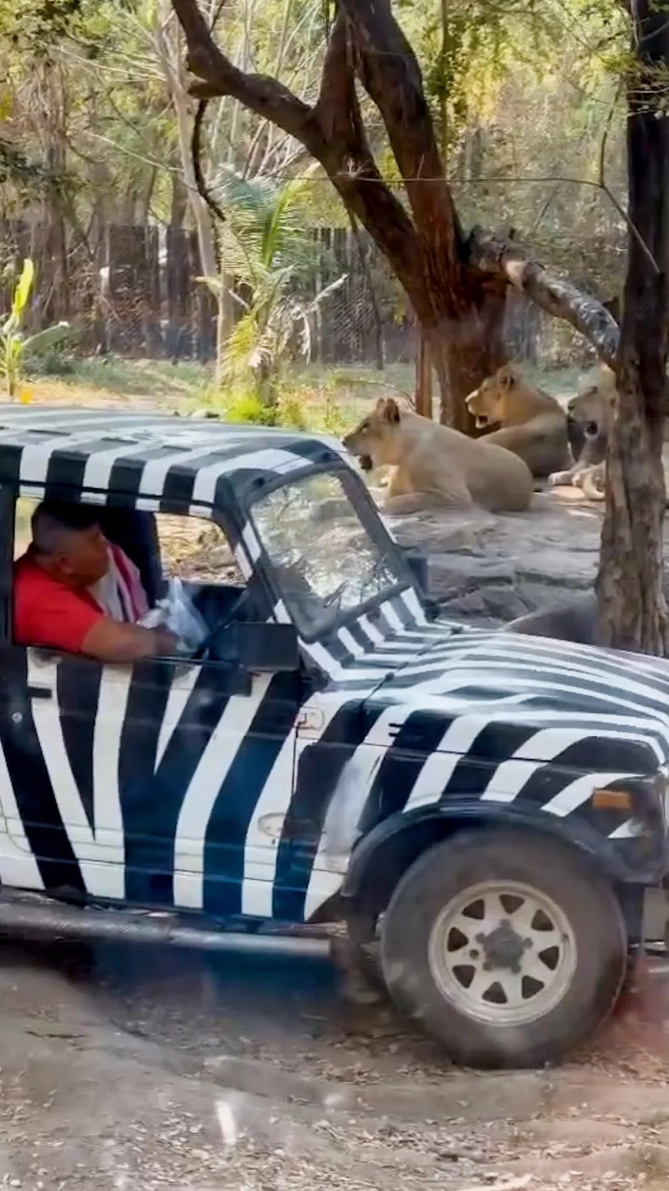 Theo ông Attapol, vụ tấn công được cho là xảy ra khi đàn sư tử đang tìm kiếm thức ăn. Ảnh: ViralPress.