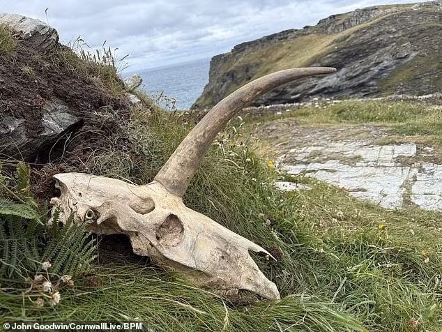 Du khách John Goodwin người Canada tình cờ đào được một hộp sọ bí ẩn có chiếc sừng duy nhất nhô ra ở giữa trán tại một rìa vách đá ở Anh. Hình ảnh này khiến nhiều người liên tưởng tới con kỳ lân trong truyền thuyết.