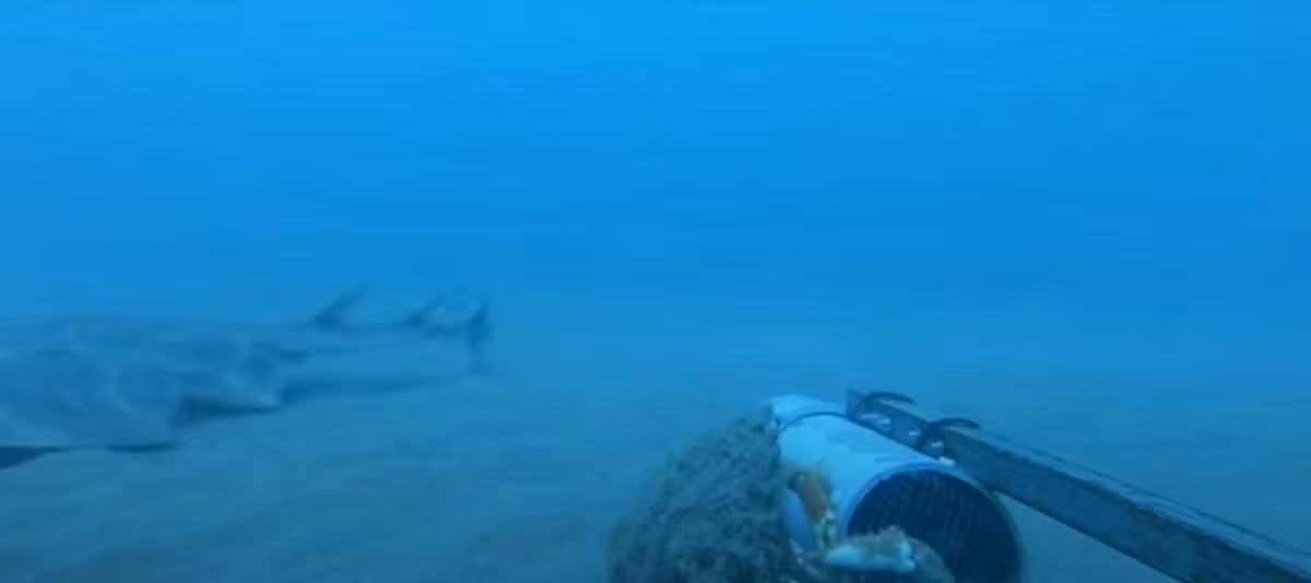 Con cá mập thiên thần này được ghi hình bằng thiết bị do Quỹ Bảo tồn Động vật hoang dã Nam và Tây xứ Wales (WTSWW) triển khai. Đây là một phần trong dự án giám sát đa dạng sinh học biển, nhằm theo dõi các loài có nguy cơ tuyệt chủng do tác động từ con người. Ảnh cắt từ clip/Theguardian.