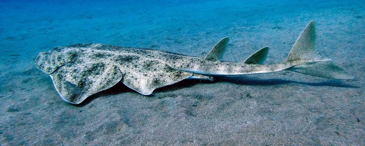 Cá mập thiên thần (Angelshark) được Sách đỏ của Liên minh Bảo tồn Thiên nhiên Quốc tế (IUCN) liệt kê vào danh mục cực kỳ nguy cấp. Số lượng loài này đã suy giảm mạnh trong nhiều thập kỷ do mất môi trường sống và chịu ảnh hưởng nghiêm trọng do mất môi trường sống và nạn đánh bắt trái phép. Ảnh: divingingrancanaria.com.