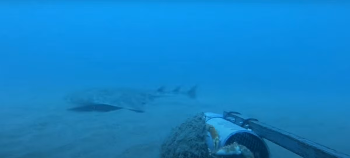 Một trong những loài cá mập quý hiếm nhất thế giới đã được ghi hình ngoài khơi bờ biển xứ Wales, cung cấp góc nhìn về cuộc sống của loài có tên trong danh sách cực kỳ nguy cấp toàn cầu. Ảnh cắt từ clip/Theguardian.