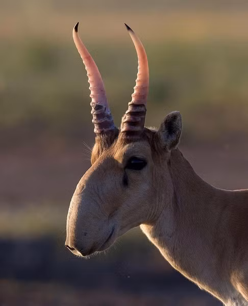 Linh dương Saiga cực kỳ quan trọng về mặt văn hóa, lịch sử. Chúng di chuyển khắp trái đất kể từ thời đại của voi Ma mút. Chúng là các hóa thạch sống.