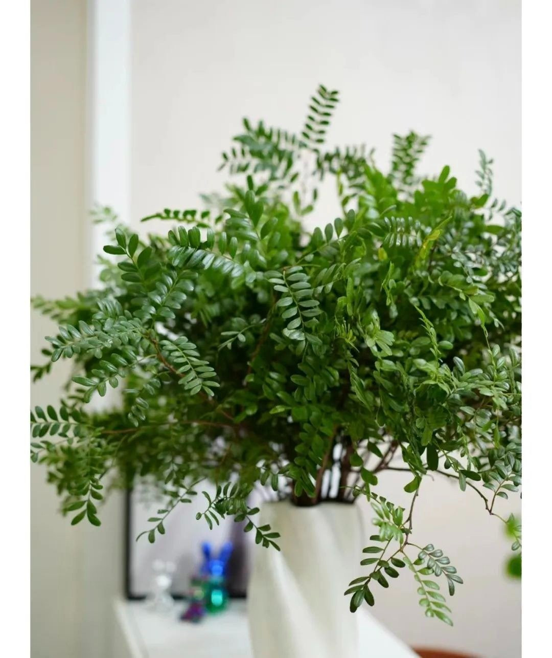 View - Nhà giàu mê mẩn 4 cây cảnh may mắn, thanh lọc không khí | Báo Tri thức và Cuộc sống - TIN TỨC PHỔ BIẾN KIẾN THỨC 24H