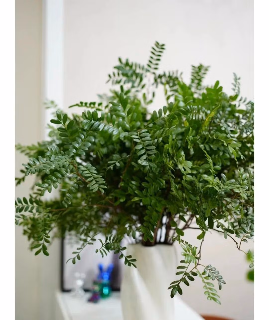 Điều đáng ngạc nhiên hơn nữa là lá của cây cảnh cũng có tác dụng làm đẹp