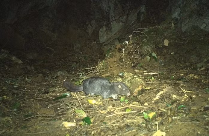 Đến cuối năm 2011, trong khi thực hiện điều tra đa dạng sinh học các loài thú nhỏ ở Vườn quốc gia Phong Nha - Kẻ Bàng, các nhà khoa học thu thập được 4 mẫu vật của loài chuột lạ tại xã Kim Phú, tỉnh Quảng Trị (trước là xã Thượng Hóa, H.Minh Hóa, tỉnh Quảng Bình cũ). Qua phân tích, các nhà nghiên cứu xác định số mẫu vật này là của chuột đá Lào. Sau đó, họ đặt tên cho loài chuột đá này được ghi nhận tại Việt Nam là chuột đá Trường Sơn. Ảnh: Tiền phong.