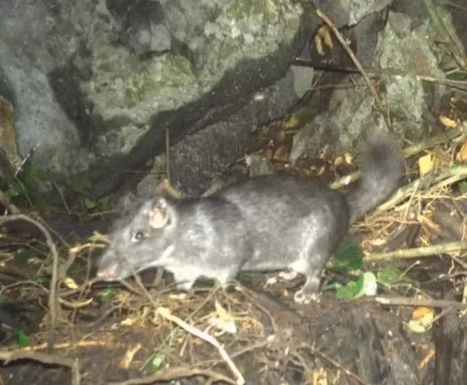 Hệ thống bẫy ảnh được triển khai từ cuối năm 2024 với sự phối hợp của các tổ chức bảo tồn quốc tế, đặt tại phân khu bảo vệ nghiêm ngặt của Vườn Quốc gia Phong Nha - Kẻ Bàng. Tính đến nay, hệ thống đã ghi nhận 424 ảnh chuột đá tại 10 trạm bẫy khác nhau. Ảnh: Vườn Quốc gia Phong Nha - Kẻ Bàng.