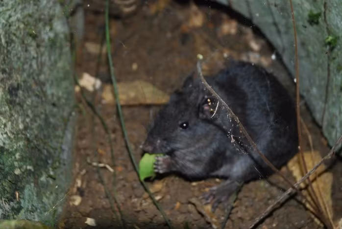 Trước đó, vào năm 2005, các nhà khoa học lần đầu tiên phát hiện loài chuột lạ ở Khu bảo tồn đa dạng sinh học quốc gia Hin Nam No (Lào) và đặt tên là chuột đá Lào. Ảnh: Vườn Quốc gia Phong Nha - Kẻ Bàng.