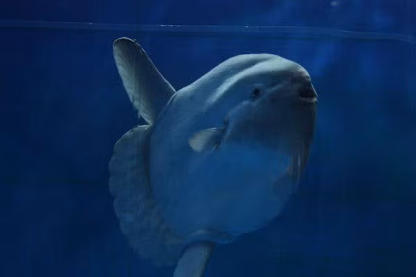 Ngư dân Aaron vô cùng kinh ngạc khi câu được một con cá Mặt Trời. Anh cho hay không thể tin nổi chuyện này đã xảy ra. Ảnh: Wikimedia Commons.