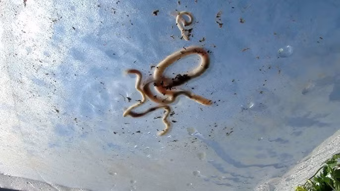 Vào năm 2007, người dân tại thị trấn nhỏ Jennings, bang Louisiana, Mỹ chứng kiến một cơn mưa giun kỳ lạ. Đúng như tên gọi, khi trời đổ mưa, những con giun bất ngờ rơi từ trên trời xuống gây nhiều tò mò. Ảnh: Youtube.