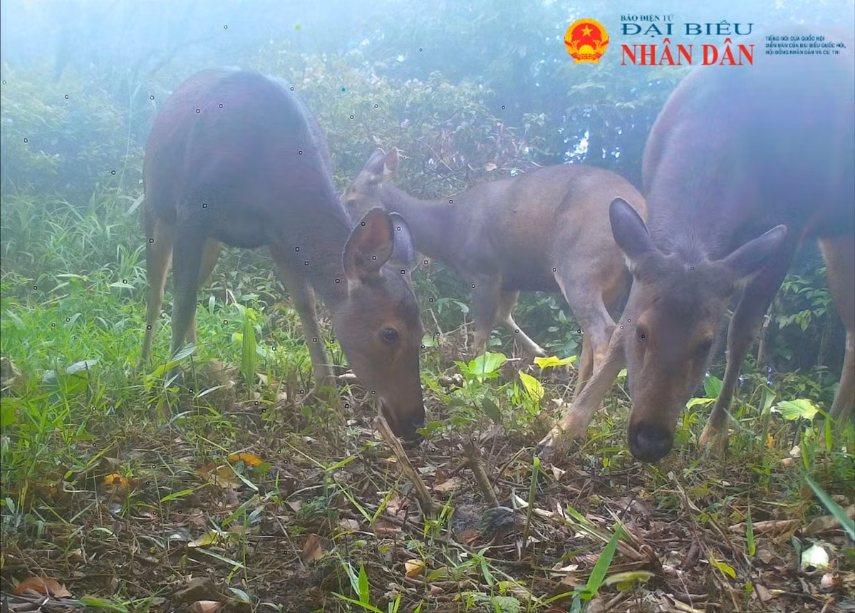 Trong thời gian từ tháng 5 - 7/2025, Ban quản lý rừng đặc dụng Nam Quảng Trị đã triển khai lắp đặt 68 bẫy ảnh trên 68 điểm với tổng 4.206 ngày ghi nhận tại tiểu khu 612 xã Hướng Lập và đã cho kết quả 8.873 ảnh trong đó có 5.085 ảnh ghi nhận động vật sinh sống tồn tại ở khu vực này. Ảnh: Đại biểu Nhân dân.