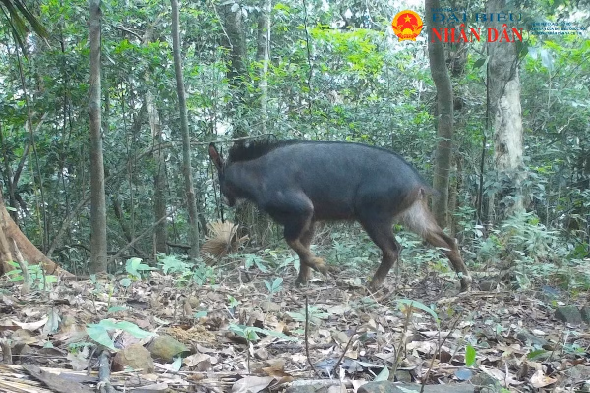 Trong số những động vật quý hiếm được ghi nhận bằng bẫy ảnh lần này tại rừng tự nhiên của Quảng Trị có sơn dương. Loài này có tên khoa học là Naemorhedus milneedwardsii và còn được gọi là dê rừng. Ảnh: Đại biểu Nhân dân.