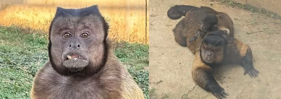 Cái chết bất ngờ của con khỉ Da Zhuang cũng khiến một số cư dân mạng kêu gọi phải chăm sóc nhiều hơn cho các loài động vật được nuôi nhốt trong sở thú. Ảnh: 163/HK01.