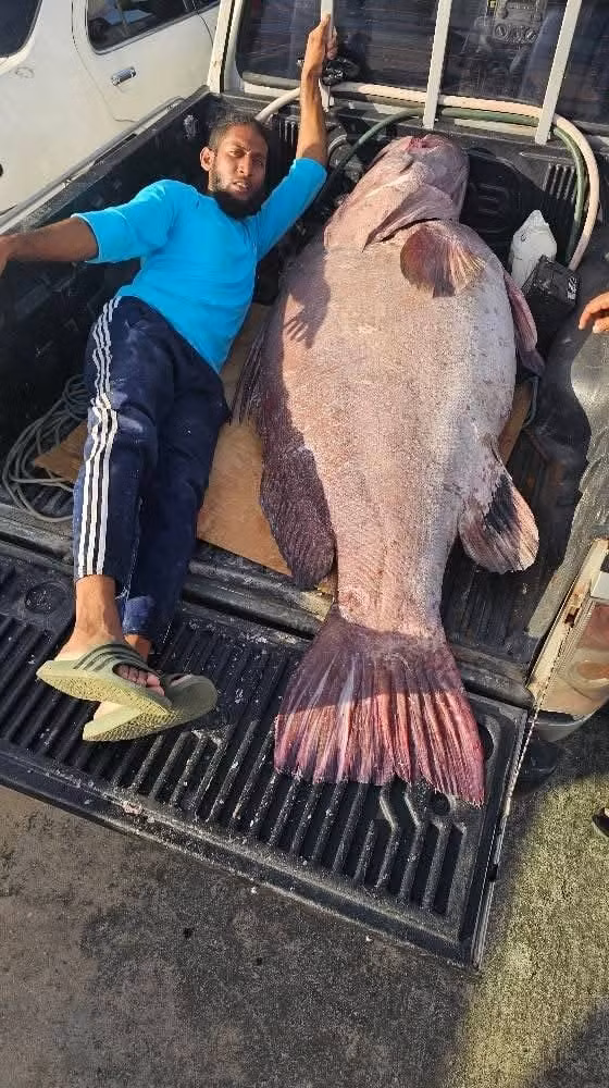 "Thành thật mà nói, khi con cá cắn câu, tôi không cảm thấy đó là một con cá lớn. Tôi cho rằng con cá câu được giống như một trong những con cá cam mà chúng tôi đang bắt", anh Boodram nói.