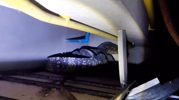 Sau khi nhận được tin báo, lực lượng cứu hộ đã tới ngôi nhà và phát hiện con thằn lằn đang cuộn tròn ở một góc khe hở giữa tầng một và tầng hai. Ảnh: KhaoSod.