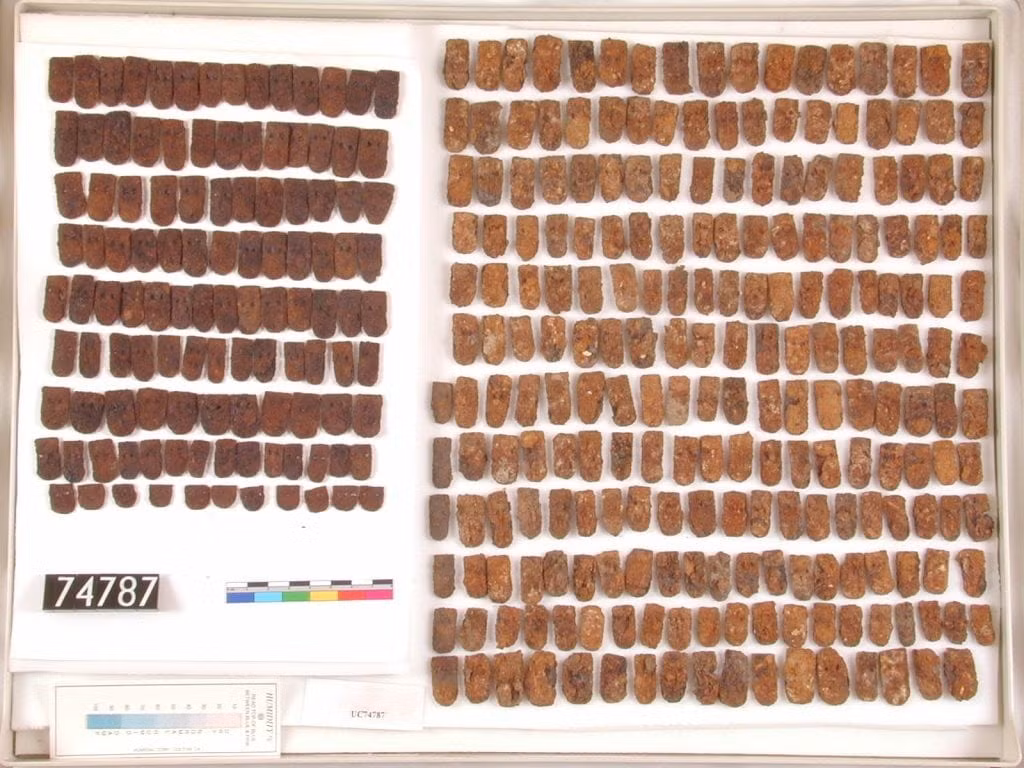 Những bằng chứng khảo cổ học cho thấy các chiến binh cưỡi ngựa người Scythia đã sử dụng áo giáp kiểu vảy cá vào thiên niên kỷ thứ nhất trước Công nguyên. Trong khi, sử gia Herodotus cũng ghi chép về việc các chiến binh của đế chế Ba Tư cũng sử dụng loại áo giáp này. Ảnh: UCL Petrie Museum.