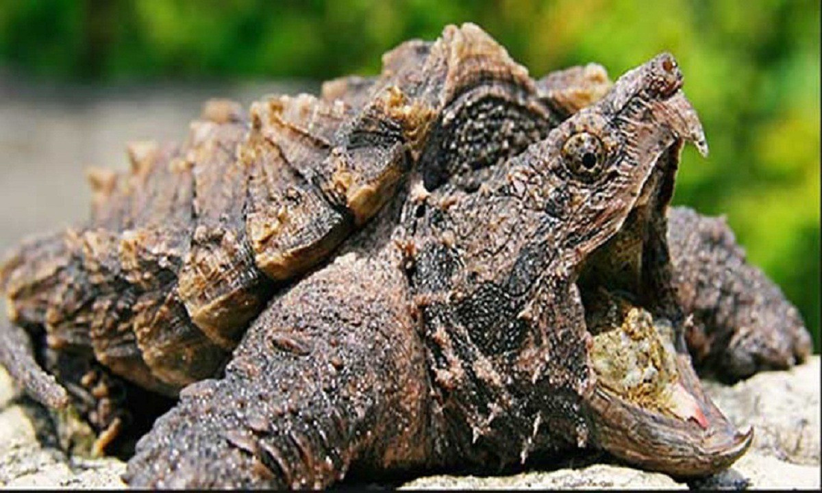 Theo cơ quan chức năng, rùa cá sấu hay còn gọi là rùa ngoạm (Macrochelys temminckii) là một trong những loài rùa nước ngọt lớn và quý hiếm nhất thế giới. Ảnh: GETTY IMAGES.