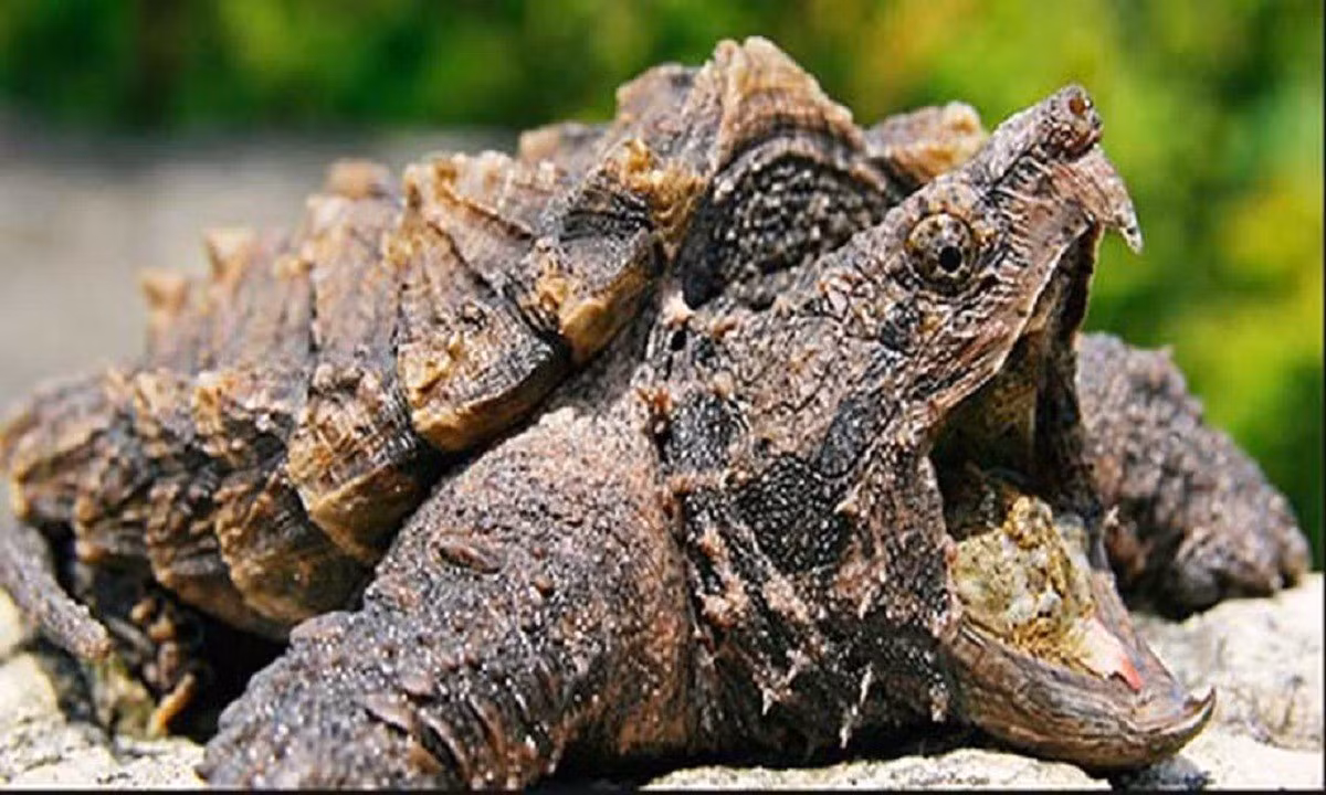 Theo cơ quan chức năng, rùa cá sấu hay còn gọi là rùa ngoạm (Macrochelys temminckii) là một trong những loài rùa nước ngọt lớn và quý hiếm nhất thế giới. Ảnh: GETTY IMAGES.