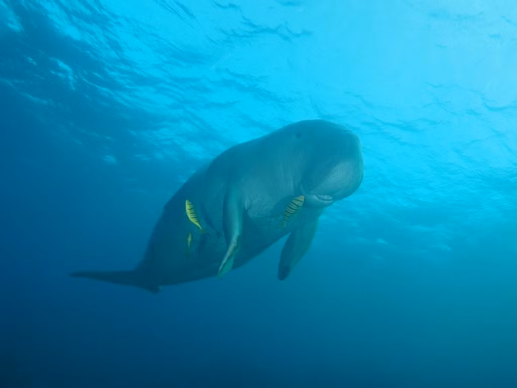 Tần suất bắt gặp cá dugong sinh sống và kiếm ăn nhiều nhất ở Côn Đảo là vào tháng 6 và tháng 9. Những cá thể bò biển trưởng thành cũng như con nhỏ thường hoạt động nhiều vào thời điểm cao triều. Ảnh: australian.museum.