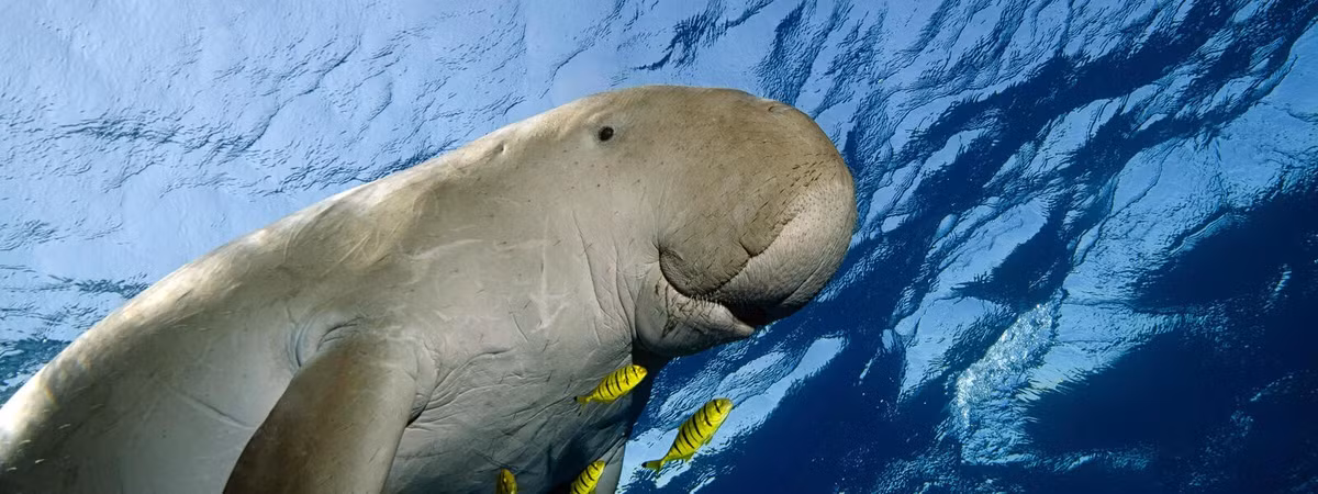 Cá Dugong hay còn gọi bò biển, "nàng tiên cá" hoặc cá cúi. Trong đó, tên gọi cá cúi được người dân địa phương giải nghĩa rằng là do loài này cúi xuống đáy biển để ăn cỏ biển, rong biển. Ảnh: worldwildlife.