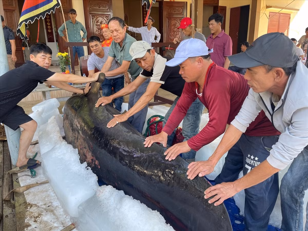 Theo quan niệm của ngư dân, cá voi (còn gọi cá Ông hoặc ông Nam Hải đại tướng quân) được coi là vị thần hộ mệnh cho tàu thuyền đi biển. Mỗi khi sóng to gió lớn, tàu thuyền gặp nạn thì cá Ông sẽ xuất hiện, đưa người và phương tiện vào chỗ an toàn. Ảnh: Dân tộc và Phát triển.