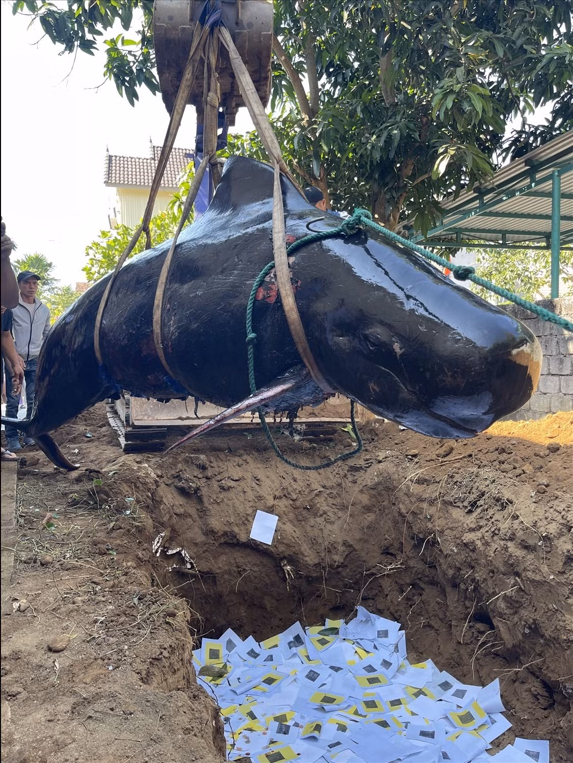 Do đó, khi phát hiện cá Ông chết và dạt vào bờ, ngư dân địa phương sẽ tổ chức an táng và thờ cúng thật trang trọng. Ngư dân mỗi lần ra khơi thường đến miếu thờ cá voi để cầu may, cầu an. Ảnh: Dân tộc và Phát triển.