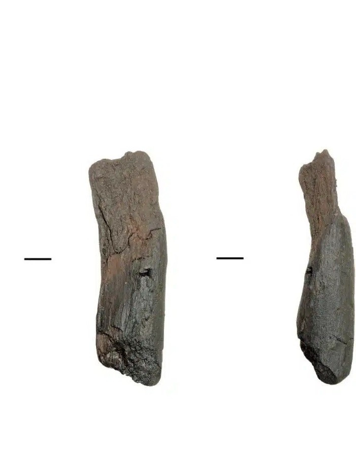 Các nhà nghiên cứu cho hay 2 công cụ trên dường như đã bị chôn vùi trong lớp đất ẩm. Điều này giúp chúng và các di vật hữu cơ khác được bảo quản trong môi trường ít oxy. Tại nơi tìm thấy 2 công cụ cầm tay bằng gỗ, các nhà khoa học còn khai quật được hài cốt động vật và dấu vết của thực vật. Nhờ vậy, họ có thể tái tạo lại cảnh quan nơi đây vào khoảng thời gian các công cụ được chế tạo. Ảnh: Annemieke Milks / CC BY-NC-ND 4.0.