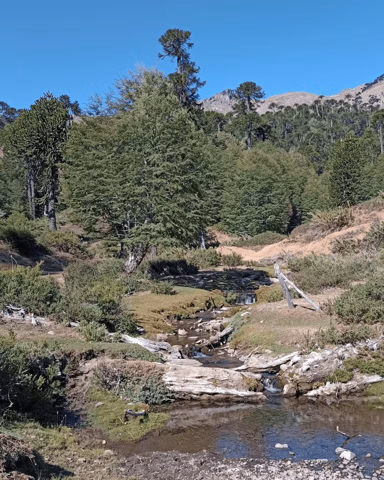 Do phạm vi phân bố của loài ếch ngực gai Malleco rất hẹp, chỉ khoảng 8 km2 và nằm ngoài các khu bảo tồn thiên nhiên nên công tác bảo tồn loài vật này gặp nhiều khó khăn. Với việc ghi nhận sự xuất hiện của ếch ngực gai Malleco sau hơn 130 năm mất tích, giới chức trách và các chuyên gia nỗ lực lên kế hoạch bảo vệ loài này khỏi nguy cơ tuyệt chủng. Ảnh: blog.pensoft.net.