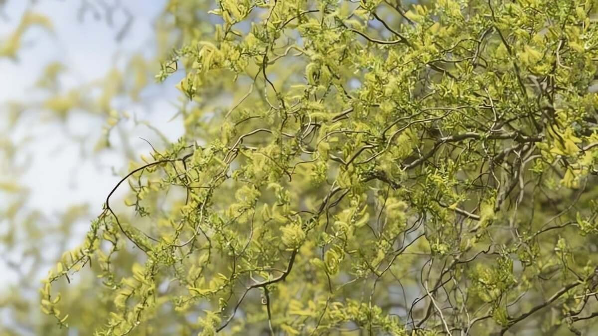 Trong phong thủy, liễu rồng tượng trưng cho rồng phượng bay lượn, ý chí vươn lên và may mắn thịnh vượng, nhắc nhở con người kiên cường vượt nghịch cảnh để không ngừng tiến về phía trước.