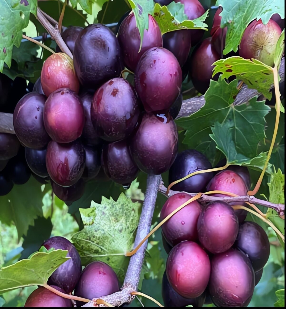 Không chỉ làm cảnh, Ruby Muscadine còn nổi tiếng vì sản lượng quả cao. Quả mọng to, vỏ mỏng, giòn, ngọt thanh và có hương thơm hoa hồng Damascus quyến rũ.