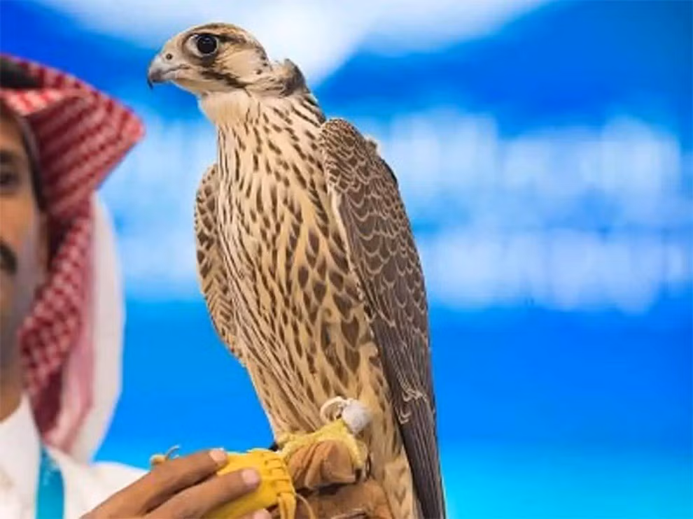 Một con chim ưng đã được bán với giá 108.000 USD qua một buổi đấu giá tại câu lạc bộ chim ưng Saudi Arabia vào tháng 10/2021. Ảnh: arabnews.