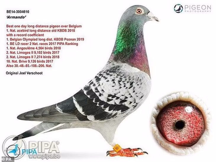 Trước đó, kỷ lục con chim bồ câu được bán với giá cao nhất thuộc về con chim bồ câu Bỉ có tên Armando. Nó được một người Trung Quốc bỏ ra số tiền 1,48 triệu USD (gần 33 tỷ đồng) để mua vào năm 2019. Ảnh: Daily Mail.