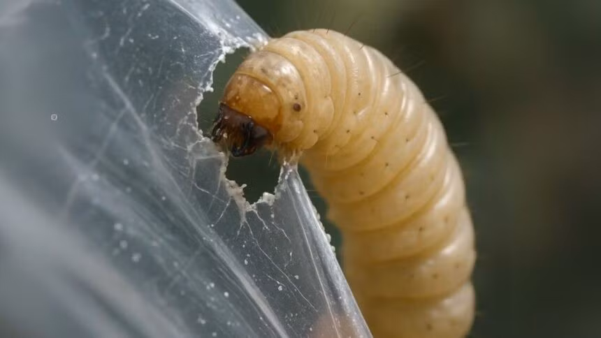 Nhóm các nhà nghiên cứu tại Đại học Brandon tại Manitoba, Canada đã phát hiện sâu sáp - ấu trùng của bướm sáp - có thể ăn và tiêu hóa nhựa polyethylene trong 1 ngày. Ảnh: myelectricsparks.com.