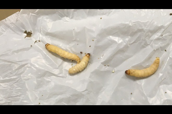 Khi các nhà nghiên cứu tiến hành phân tích gene ở sâu sáp, nhóm nghiên cứu phát hiện chúng tăng biểu hiện gene liên quan tới trao đổi chất béo. Sau khi ăn nhựa, sâu sáp có dấu hiệu tăng chất béo trong cơ thể. Nhờ vi khuẩn đường ruột tiêu hóa nhựa, chúng có thể biến đổi nhựa thành chất béo và lưu trữ trong cơ thể. Ảnh: Harald Grove/Brandon University.