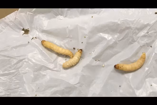 Khi các nhà nghiên cứu tiến hành phân tích gene ở sâu sáp, nhóm nghiên cứu phát hiện chúng tăng biểu hiện gene liên quan tới trao đổi chất béo. Sau khi ăn nhựa, sâu sáp có dấu hiệu tăng chất béo trong cơ thể. Nhờ vi khuẩn đường ruột tiêu hóa nhựa, chúng có thể biến đổi nhựa thành chất béo và lưu trữ trong cơ thể. Ảnh: Harald Grove/Brandon University.