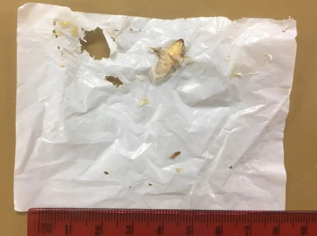 Polyethylene là loại nhựa phổ biến nhất thế giới, được sử dụng trong nhiều thứ, từ túi đựng hàng tạp hóa đến bao bì thực phẩm. Loại nhựa polyethylene được biết đến với độ bền cao nhưng có thể mất hàng thập kỷ hoặc thậm chí hàng trăm năm để phân hủy hoàn toàn. Thế nhưng, những con sâu sáp nhỏ bé có thể nhai nát nhựa polyethylene chỉ trong 24 giờ. Ảnh: Harald Grove via interesting engineering.