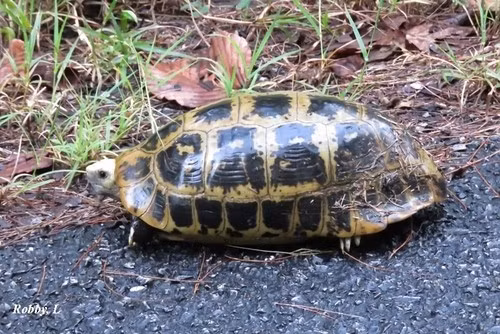 Rùa núi vàng đực có đuôi dài, cứng, yếm lõm sâu trong khi con cái có đuôi ngắn. Mặt dưới yếm con cái phẳng và lõm ở con đực. Chúng có chân hình trụ, ngón chân không có màng da. Mai màu vàng, giữa mỗi tấm vảy có đốm đen. Ảnh: robbythai.