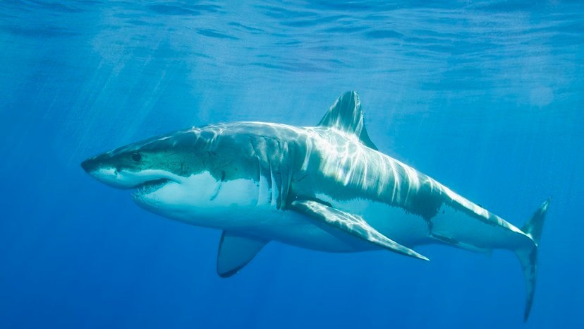 Chris Pepin Neff - học giả và chuyên gia về hành vi cá mập cho biết loài cá mập không thường tấn công con người. Tuy nhiên, sau nhiều ngày mưa lớn, nước mưa và chất thải chảy tràn ra cảng biển và các bãi biển lân cận, khiến nước bị đục, làm giảm tầm nhìn của cá mập dẫn tới nguy cơ va chạm gia tăng. Ảnh: Fuse/Getty Images/Fuse.