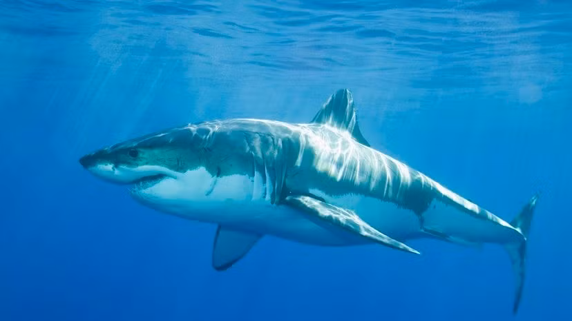 Chris Pepin Neff - học giả và chuyên gia về hành vi cá mập cho biết loài cá mập không thường tấn công con người. Tuy nhiên, sau nhiều ngày mưa lớn, nước mưa và chất thải chảy tràn ra cảng biển và các bãi biển lân cận, khiến nước bị đục, làm giảm tầm nhìn của cá mập dẫn tới nguy cơ va chạm gia tăng. Ảnh: Fuse/Getty Images/Fuse.