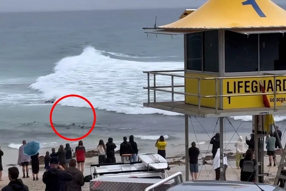 Sau khi xảy ra những vụ việc trên, chính quyền đã đóng cửa nhiều bãi biển để tránh xảy ra các vụ việc tương tự. Theo các chuyên gia, cá mập đang xuất hiện nhiều hơn tại bờ biển ở bang New South Wales sau khi nhiều vùng ở đây trải qua các ngày mưa liên tục. Ảnh: yahoo!news.