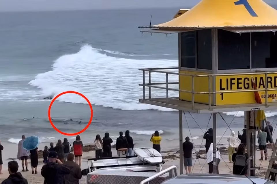 Sau khi xảy ra những vụ việc trên, chính quyền đã đóng cửa nhiều bãi biển để tránh xảy ra các vụ việc tương tự. Theo các chuyên gia, cá mập đang xuất hiện nhiều hơn tại bờ biển ở bang New South Wales sau khi nhiều vùng ở đây trải qua các ngày mưa liên tục. Ảnh: yahoo!news.