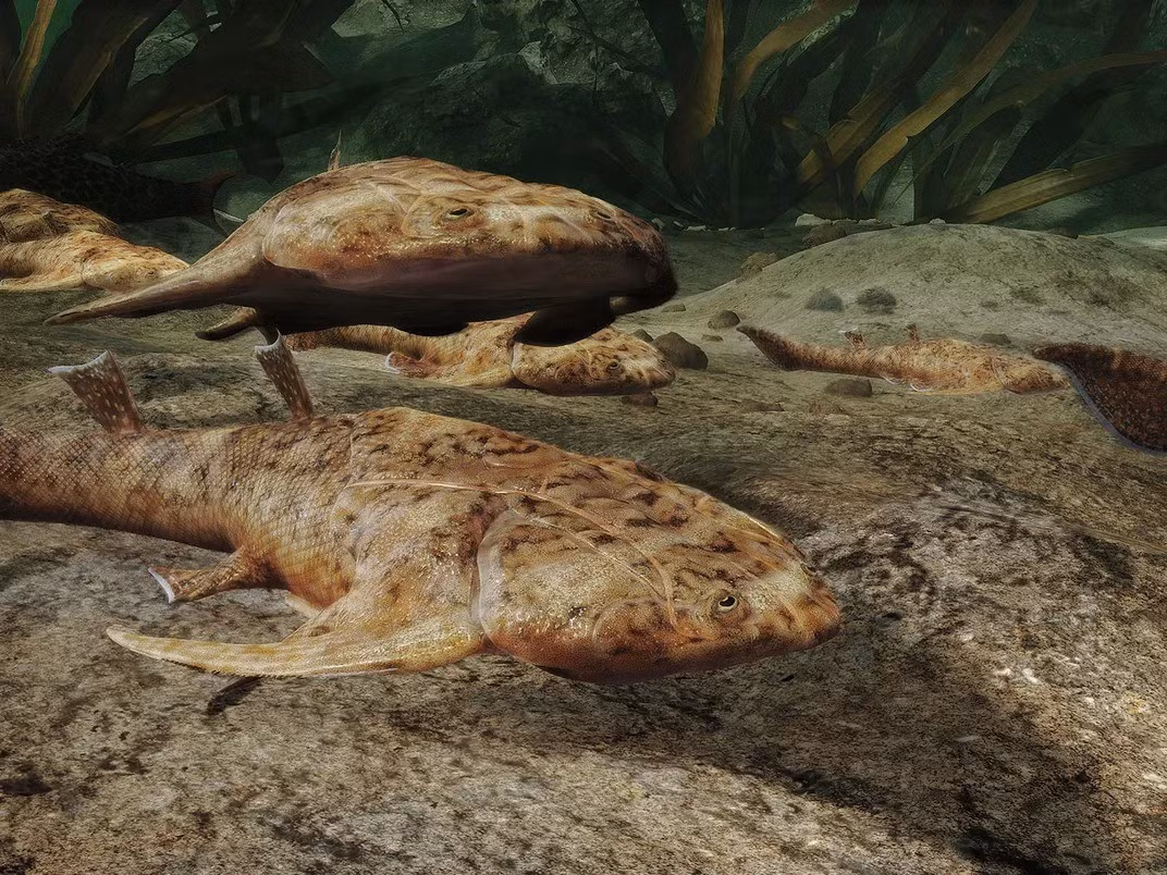 Những thay đổi trên đã tàn phá hệ sinh thái biển và tạo ra một "khoảng trống" về đa dạng sinh học ngay sau sự kiện tuyệt chủng, kéo dài đến tận đầu kỷ Silur. Từ đây, các nhà nghiên cứu xác nhận một khoảng thời gian thiếu hụt đa dạng động vật có xương sống đã được đề xuất trước đó, được gọi là Khoảng trống Talimaa. Ảnh: Heming Zhang.