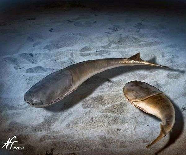 Nghiên cứu mới công bố trên tạp chí Science Advances của các chuyên gia thuộc Viện Khoa học và công nghệ Okinawa (Nhật Bản) đã giải mã bí ẩn trên. Ảnh: spacedaily.com.