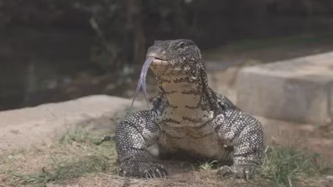 Thằn lằn nước châu Á thường sống trong các kênh và ao hồ ở các thành phố lớn xung quanh Thái Lan. Thức ăn của chúng gồm cá, rắn và ếch. Đôi khi, chúng ăn thức ăn thừa của con người. Vết cắn của thằn lằn nước châu Á có nọc độc nhẹ, đôi khi mang theo vi khuẩn có hại. Loài này có thể trở nên hung dữ khi bị đe dọa. Ảnh: Pond5.