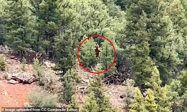 View - Xôn xao bằng chứng mới nhất về quái thú Bigfoot | Báo Tri thức và Cuộc sống - TIN TỨC PHỔ BIẾN KIẾN THỨC 24H