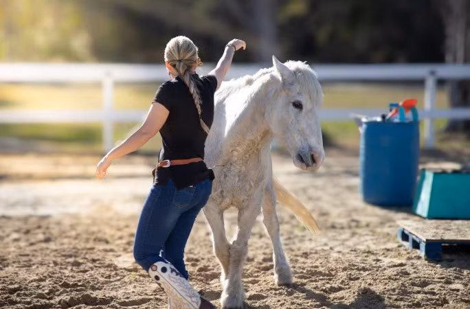 Cô Zepeda cho biết thêm Gringo là một "nghệ sĩ" chuyên nghiệp và thường xuyên biểu diễn tại nhiều sự kiện khác nhau. Ảnh: kids.guinnessworldrecords.com.