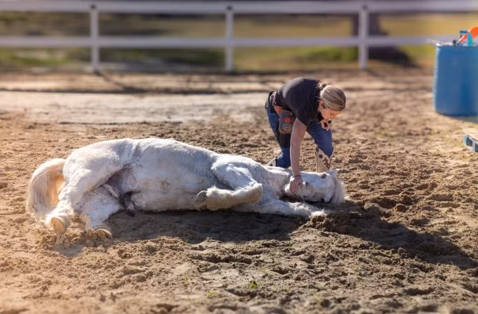 Cô Zepeda hy vọng ngựa Gringo sẽ truyền cảm hứng cho những người huấn luyện ngựa khác để thử các phương pháp huấn luyện mới cho loài ngựa. Ảnh: kids.guinnessworldrecords.com.