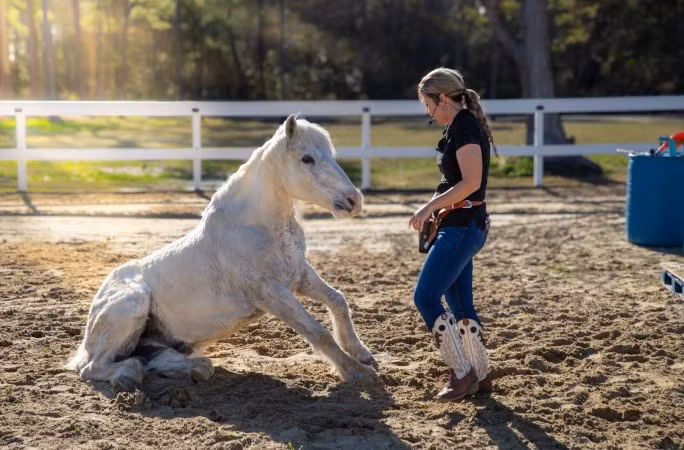 "Kỷ lục này có ý nghĩa rất lớn đối với chúng tôi, bởi vì phương pháp huấn luyện của chúng tôi không theo lối truyền thống trong giới huấn luyện ngựa", cô Zepeda chia sẻ. Ảnh: kids.guinnessworldrecords.com.