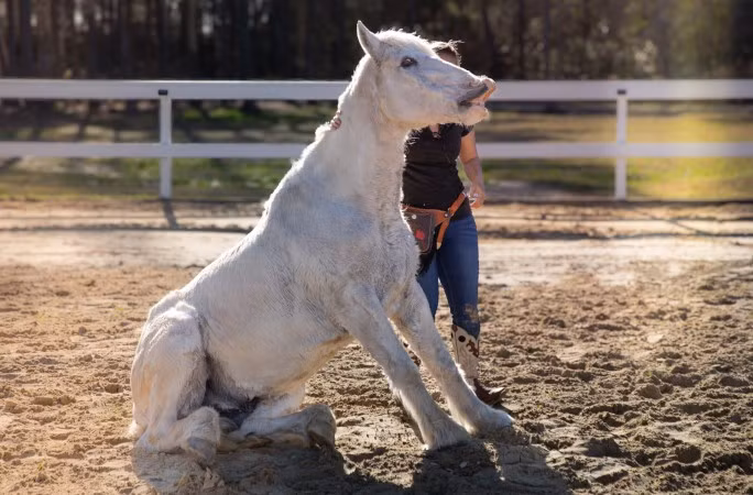 "Khi chúng tôi biểu diễn, đó là thông điệp mà chúng tôi đam mê muốn chia sẻ: Có những phương pháp thay thế nhân đạo hơn và ngựa có thể làm những việc ý nghĩa ngoài việc để con người cưỡi lên chúng", cô Zepeda chia sẻ. Ảnh: kids.guinnessworldrecords.com.