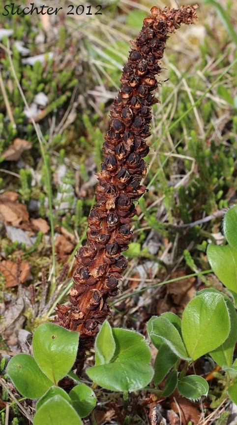 Boschniakia rossica có chiều cao khiêm tốn. Khi trưởng thành, cây đạt chiều cao khoảng 50 cm và có hình dạng giống như chổi lông gà. Ảnh: science.halleyhosting.com.